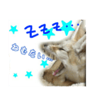 気ままなフェネックキツネ（個別スタンプ：19）