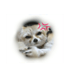 気ままなフェネックキツネ（個別スタンプ：21）