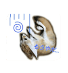 気ままなフェネックキツネ（個別スタンプ：23）