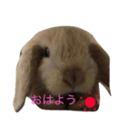 きなこと暮らす（個別スタンプ：3）