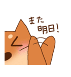 豆柴 小麦（個別スタンプ：5）