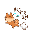 豆柴 小麦（個別スタンプ：11）