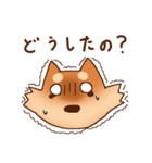 豆柴 小麦（個別スタンプ：20）