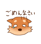 豆柴 小麦（個別スタンプ：21）