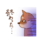 豆柴 小麦（個別スタンプ：30）
