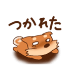 豆柴 小麦（個別スタンプ：33）