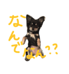 メルシー（個別スタンプ：5）