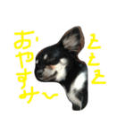 メルシー（個別スタンプ：20）