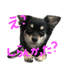 メルシー（個別スタンプ：22）
