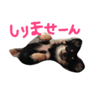 メルシー（個別スタンプ：24）