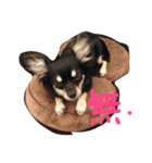 メルシー（個別スタンプ：33）