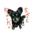 メルシー（個別スタンプ：39）