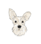 Sketching Schnauzers（個別スタンプ：2）