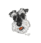 Sketching Schnauzers（個別スタンプ：7）