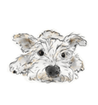 Sketching Schnauzers（個別スタンプ：11）