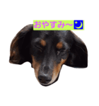 ワンダフルー（個別スタンプ：1）
