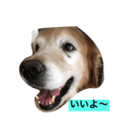チャングー＆ロッキー（個別スタンプ：1）