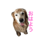 チャングー＆ロッキー（個別スタンプ：4）
