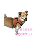 保護犬スタンプ（個別スタンプ：3）