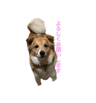 保護犬スタンプ（個別スタンプ：4）