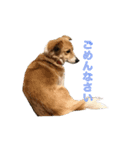 保護犬スタンプ（個別スタンプ：5）