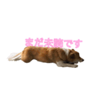 保護犬スタンプ（個別スタンプ：6）