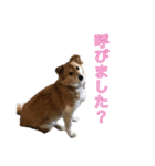 保護犬スタンプ（個別スタンプ：7）