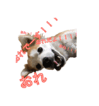 保護犬スタンプ（個別スタンプ：8）