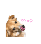 保護犬スタンプ（個別スタンプ：9）