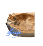 保護犬スタンプ（個別スタンプ：11）