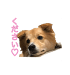 保護犬スタンプ（個別スタンプ：12）