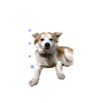 保護犬スタンプ（個別スタンプ：13）