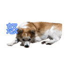 保護犬スタンプ（個別スタンプ：14）