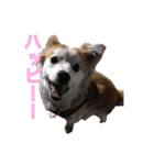 保護犬スタンプ（個別スタンプ：15）