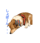 保護犬スタンプ（個別スタンプ：16）