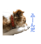 保護犬スタンプ（個別スタンプ：18）