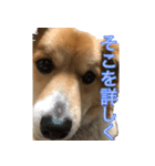 保護犬スタンプ（個別スタンプ：19）