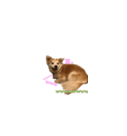 保護犬スタンプ（個別スタンプ：21）