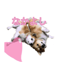 保護犬スタンプ（個別スタンプ：22）