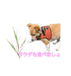 保護犬スタンプ（個別スタンプ：24）