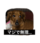 愛犬  ②（個別スタンプ：1）