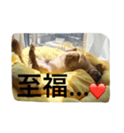 愛犬  ②（個別スタンプ：2）