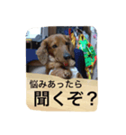 愛犬  ②（個別スタンプ：4）