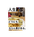 愛犬  ②（個別スタンプ：5）