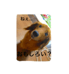 愛犬  ②（個別スタンプ：6）