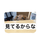 愛犬  ②（個別スタンプ：7）
