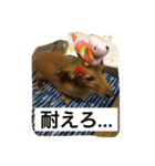 愛犬  ②（個別スタンプ：8）
