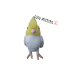 使える！シンプルなインコ（個別スタンプ：2）
