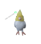 使える！シンプルなインコ（個別スタンプ：5）