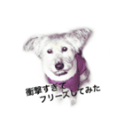 雑種ですけどなにか〜（個別スタンプ：1）